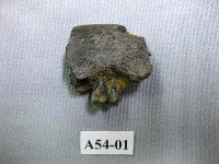 藏品(猴齒)的圖片